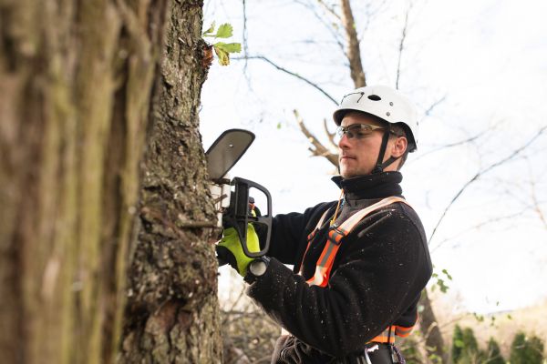 Arborist Tree Service - Arborist Tree Service Chicago, Illinois
