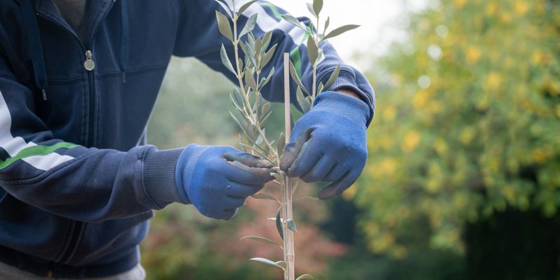 Olive Tree Service