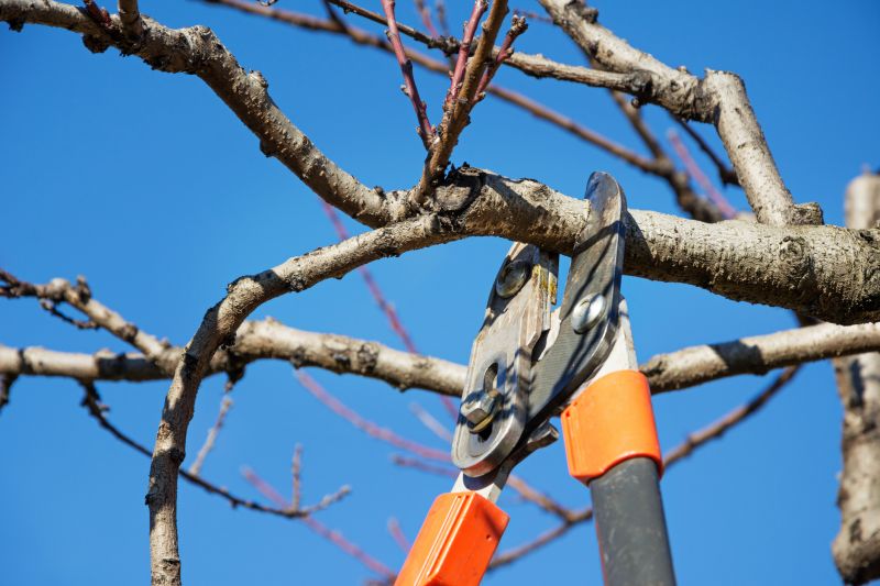 Olive Tree Service