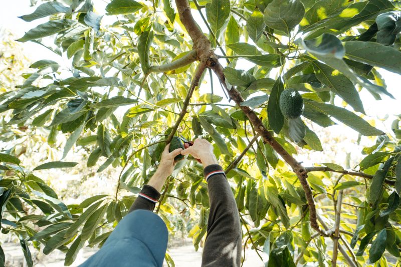 Pruning Inside the Canopy