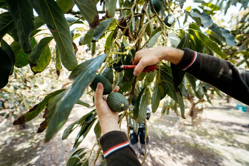 Pruning Olive Trees