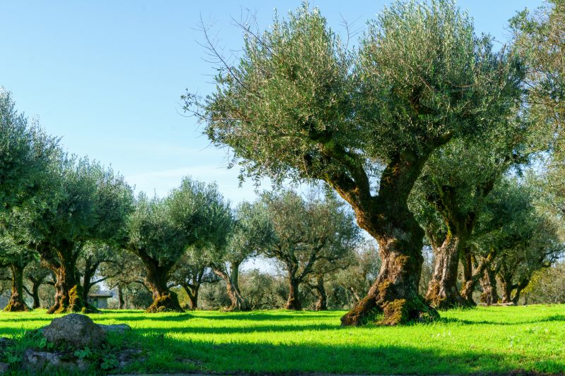 Healthy Olive Trees
