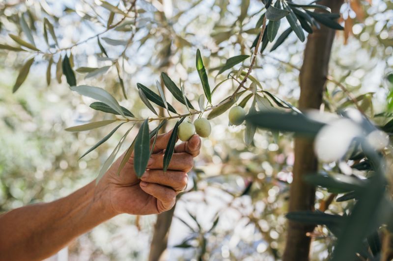 Olive Tree Service